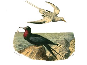 Naturhistorisk nämnd: Zoologisk nämnd som representerar totipalmer av Edouard Travies