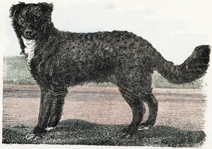 Newfoundland, Newfoundland - "Alfabetet illustrerar djur" 1800-talet (gravyr) av Edouard Travies