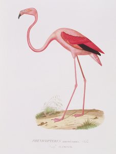 Phenicopterus americanus (Flamenco) (sic) graverad av Fournier, pub. av Bougeard av Edouard Travies