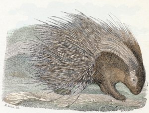 Pork epic (porc-epic) - "Alfabetet illustrerar djur" 1800-talet (gravyr)