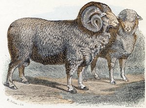 Får- "Alfabetet illustrerar djur" 1800-talet (gravyr)