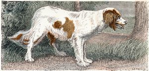 Spagneul (hund)- ”Alfabetet illustrerar djur” 1800-talet (gravyr) av Edouard Travies