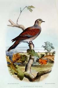 Turtle Duve (färg litho) av Edouard Travies
