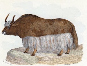 Yack (yak) - "Alfabetet illustrerar djur" 1800-talet (gravyr)