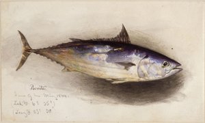 Fiskstudie (bonitotonfisk) av Eduard Hildebrandt