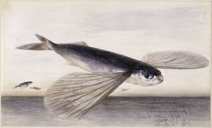 Fiskstudier (flygfisk) av Eduard Hildebrandt