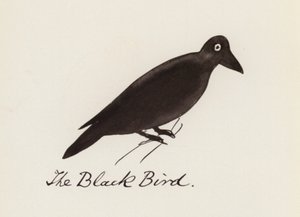 Edward Lear, The Bird Book: The Black Bird (färg litho)