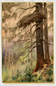 Goshawks nest, 1898-99 (wc på papper) av Edward Adrian Wilson