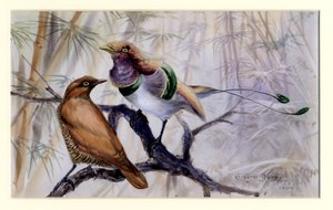 King bird of paradise, 1909 (wc på papper) av Edward Adrian Wilson