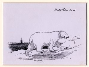 Isbjörn, ca 1905 (bläck på papper)