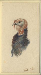 Studie av en kalkon, 1895 (wc på papper) av Edward Adrian Wilson
