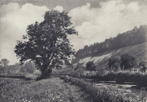 Den stora askan på Main Carrier, Leckford (svartvitt foto) av Edward Alfred Barton