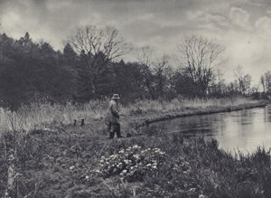Vårens första kungsängsliljor (svartvitt foto) av Edward Alfred Barton
