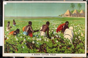 A Sudan Cotton Field, från serien 