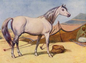 Arabisk häst (färg litho)
