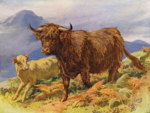 Highland ko och kalv (färg litho)