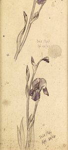 Iris, 1869 av Edward Burne Jones