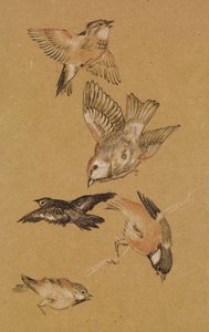 Love lead the Pilgrim - Study of Birds: Finches, 1897 av Edward Burne Jones