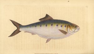 Allis shad, Alosa alosa (Shad, Clupea alosa). Handfärgad kopparplåt ritad och graverad av Edward Donovan från hans Natural History of British Fishes, Donovan och F.C. och J. Rivington, London av Edward Donovan