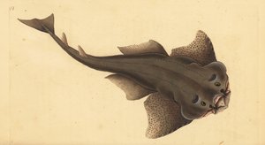Angelshark, Squatina squatina. Akut hotad. (Änglahaj, Squallus squatinus). Handfärgad kopparplåt ritad och graverad av Edward Donovan från hans Natural History of British Fishes, Donovan och F.C. och J. Rivington, London