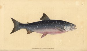 Fjällröding, Salvelinus alpinus alpinus (Alpin lax, Salmo alpinus). Handfärgad kopparplåt ritad och graverad av Edward Donovan från hans Natural History of British Fishes, Donovan och F.C. och J. Rivington, London av Edward Donovan