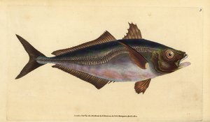 Atlantisk taggmakrill, Trachurus trachurus (Scad, Scomber trachurus). Handfärgad kopparplåt ritad och graverad av Edward Donovan från hans Natural History of British Fishes, Donovan och F.C. och J. Rivington, London av Edward Donovan