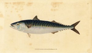 Atlantisk makrill, Scomber scombrus (Mackarel, Scomber scomber). Handfärgad kopparplåt ritad och graverad av Edward Donovan från hans Natural History of British Fishes, Donovan och F.C. och J. Rivington, London av Edward Donovan