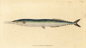 Atlantisk saury, Scomberesox saurus saurus (Skippergädda, Esox saurus). Handfärgad kopparplåt ritad och graverad av Edward Donovan från hans Natural History of British Fishes, Donovan och F.C. och J. Rivington, London