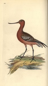 Stångsvansspov, Limosa lapponica. Handfärgad kopparplåt ritad och graverad av Edward Donovan från hans egen "Natural History of British Birds", London av Edward Donovan