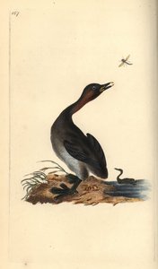 Svart hakdopping, Podiceps hebridicus. (Lilla dopping, Tachybaptus ruficollis?) Handfärgad kopparplåt ritad och graverad av Edward Donovan från hans egen "Natural History of British Birds", London av Edward Donovan
