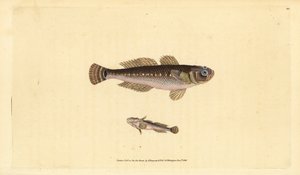 Svart kutling, Gobius niger. Handfärgad kopparplåt ritad och graverad av Edward Donovan från hans Natural History of British Fishes, Donovan och F.C. och J. Rivington, London av Edward Donovan