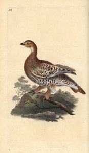 Orre eller svartvilt, Tetrao tetrix. Handfärgad kopparplåt ritad och graverad av Edward Donovan från hans egen "Natural History of British Birds", London