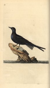 Svart tärna, Chlidonias niger. Handfärgad kopparplåt ritad och graverad av Edward Donovan från hans egen "Natural History of British Birds", London av Edward Donovan