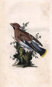 Boreal jaspis. Bombycilla garrulus (Ampelis garrulus). Kopparstick av Edward Donovan (1768-1837), publicerad i Natural History of British Birds, London av Edward Donovan
