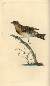 Brambling, Fringilla montifringilla. Handfärgad kopparplåt ritad och graverad av Edward Donovan från hans egen "Natural History of British Birds", London av Edward Donovan