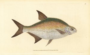 Braxen, Abramis brama (Cyprinus brama). Handfärgad kopparplåt ritad och graverad av Edward Donovan från hans Natural History of British Fishes, Donovan och F.C. och J. Rivington, London av Edward Donovan