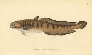 Burbot, Lota lota (Gadus lota). Handfärgad kopparplåt ritad och graverad av Edward Donovan från hans Natural History of British Fishes, Donovan och F.C. och J. Rivington, London av Edward Donovan
