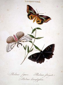 Fjärilar: Phalaena Figura; Phalaena Strigata och Phalaena Hieroglyphica, pub. av konstnären av Edward Donovan