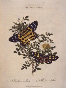 Fjärilar: Phalaena Militaris, Phalaena Lectrix, pub. av konstnären av Edward Donovan