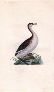 Castagny dopping. Tachybaptus ruficollis (Podiceps nigricans). Kopparstick av Edward Donovan (1768-1837), publicerad i Natural History of British Birds, London av Edward Donovan