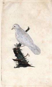 Chenes Jay. Garrulus glandarius. Kopparstick av Edward Donovan (1768-1837), publicerad i Natural History of British Birds, London av Edward Donovan