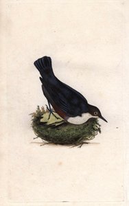 Cincle dykare. Cinclus cinclus (Sturnus cinclus). Kopparstick av Edward Donovan (1768-1837), publicerad i Natural History of British Birds, London av Edward Donovan