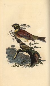 Cirl bunting, Emberiza cirlus. Handfärgad kopparplåt ritad och graverad av Edward Donovan från hans egen "Natural History of British Birds", London av Edward Donovan