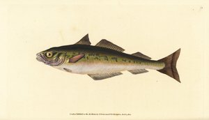 Sej eller sej, Pollachius virens (Gadus carbonarius). Handfärgad kopparplåt ritad och graverad av Edward Donovan från hans Natural History of British Fishes, Donovan och F.C. och J. Rivington, London av Edward Donovan