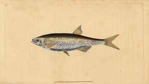Vanlig dyster, Alburnus alburnus (Cyprinus alburnus). Handfärgad kopparplåt ritad och graverad av Edward Donovan från hans Natural History of British Fishes, Donovan och F.C. och J. Rivington, London av Edward Donovan