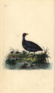 Sothöns, Fulica atra. Handfärgad kopparplåt ritad och graverad av Edward Donovan från hans egen "Natural History of British Birds", London av Edward Donovan