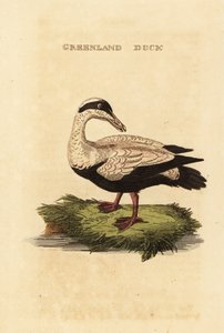 Ejder, Somateria av Edward Donovan