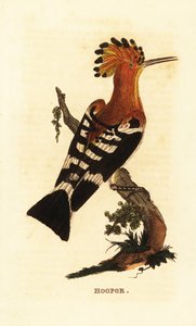 Vanlig hoopoe, Upupa epops av Edward Donovan