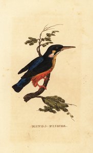 Vanlig kungsfiskare, Alcedo atthis av Edward Donovan