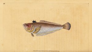 Vanlig eller större vivers, Trachinus draco. Handfärgad kopparplåt ritad och graverad av Edward Donovan från hans Natural History of British Fishes, Donovan och F.C. och J. Rivington, London av Edward Donovan